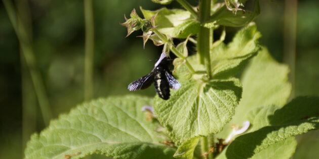 Die Blauschwarze Holzbiene ist die größte Wildbienenart in Deutschland und wird hier von dem Duft des Muskatellersalbeis angelockt. Sie baut ihre Nistgänge in morschem Holz selbst. Foto: oh